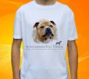 22718-staffordshire-bull-terrier.jpg
